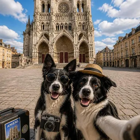 Atelier De Mam'Zelle Et Kaira, Les Border Collies 阿棉